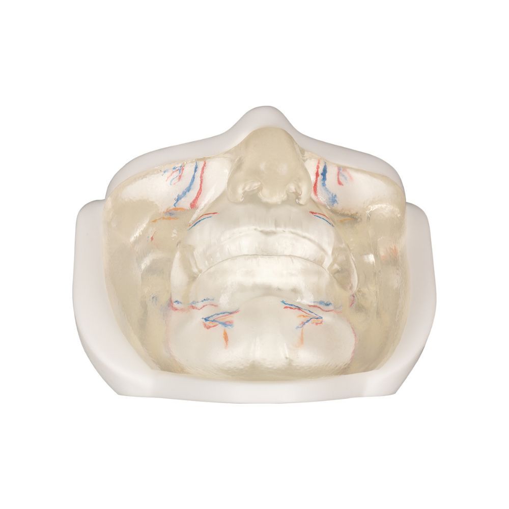 Transparent Lower Facial Injection & Filler Practice Model