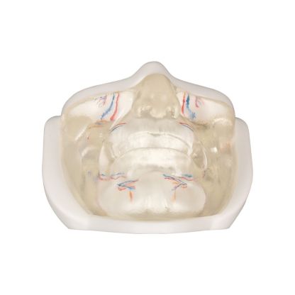 Transparent Lower Facial Injection & Filler Practice Model