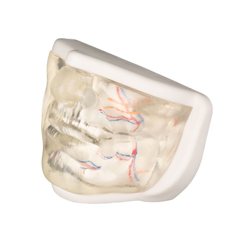 Transparent Lower Facial Injection & Filler Practice Model