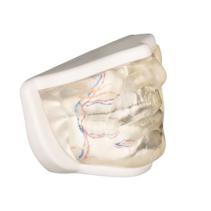 Transparent Lower Facial Injection & Filler Practice Model