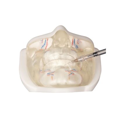Transparent Lower Facial Injection & Filler Practice Model