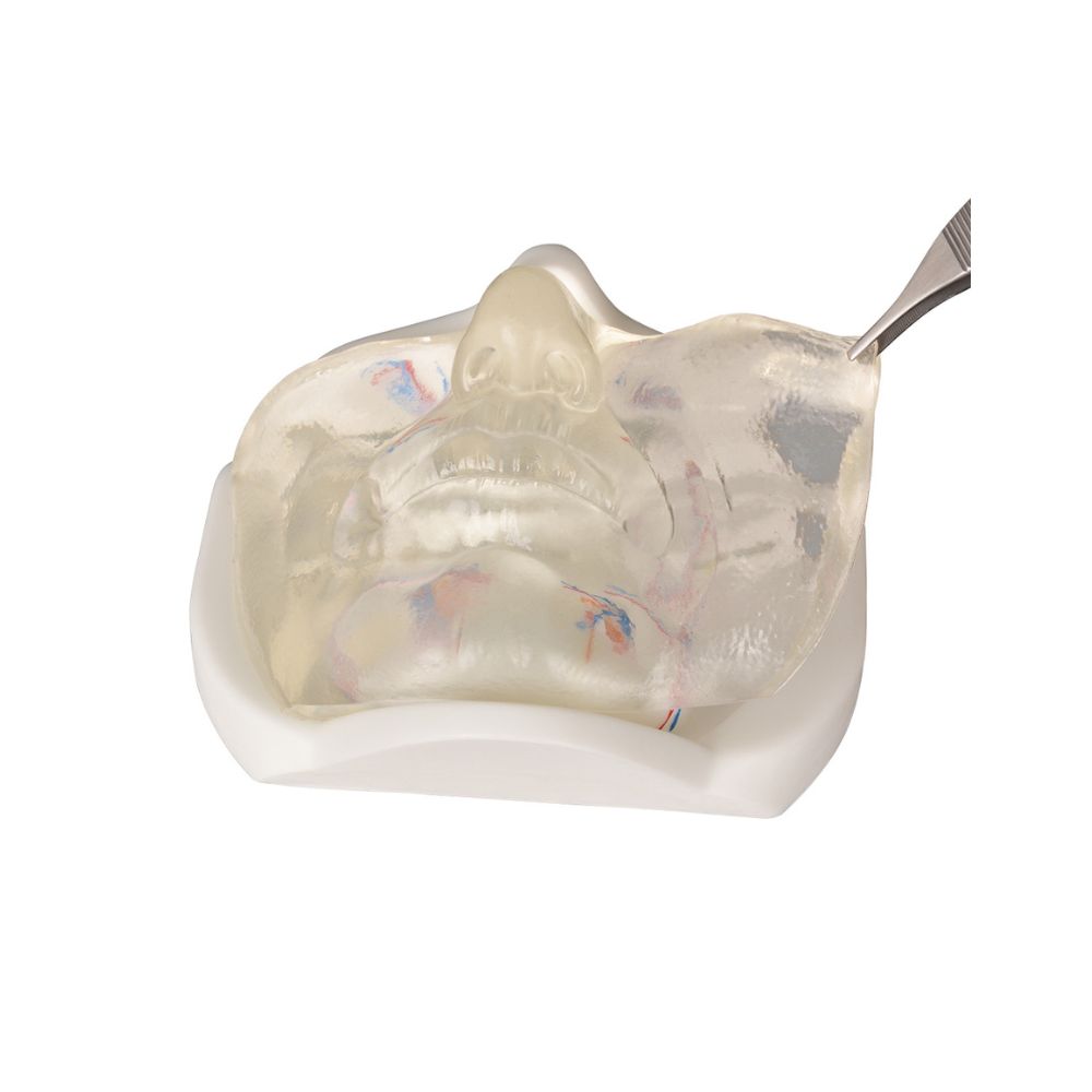 Transparent Lower Facial Injection & Filler Practice Model