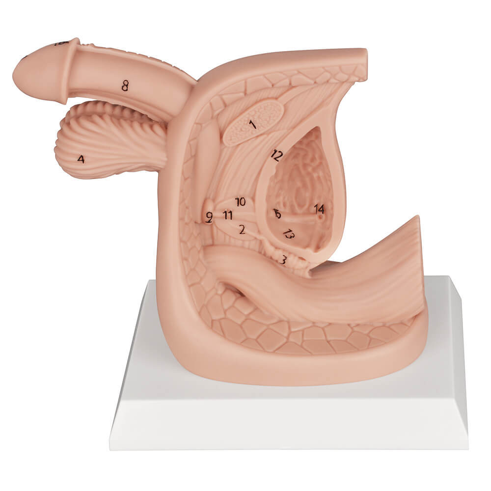 Male Urinary Catheter Insertion Practice Model with Labeled Anatomy