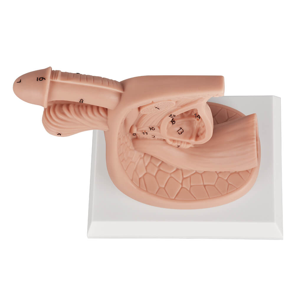 Male Urinary Catheter Insertion Practice Model with Labeled Anatomy