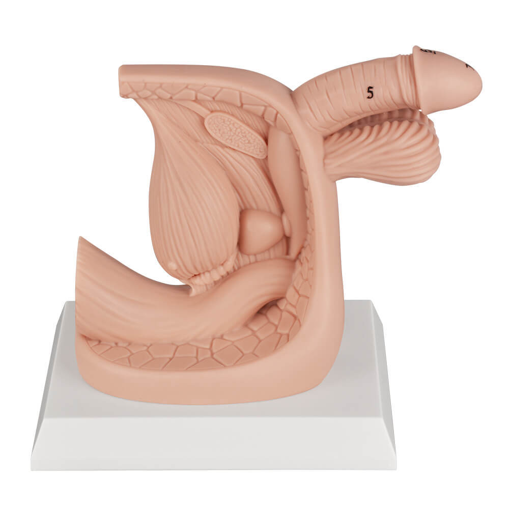 Male Urinary Catheter Insertion Practice Model with Labeled Anatomy
