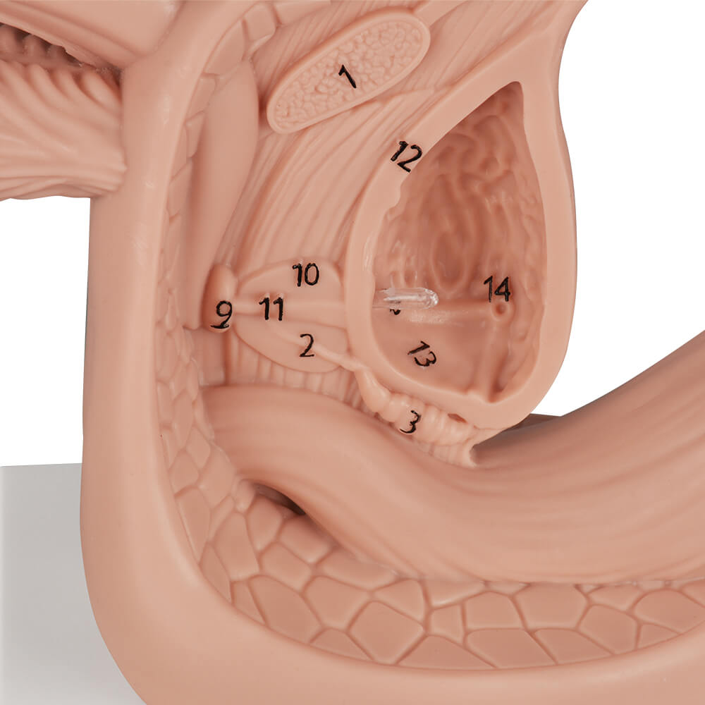 Male Urinary Catheter Insertion Practice Model with Labeled Anatomy
