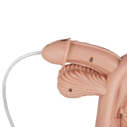 Male Urinary Catheter Insertion Practice Model with Labeled Anatomy