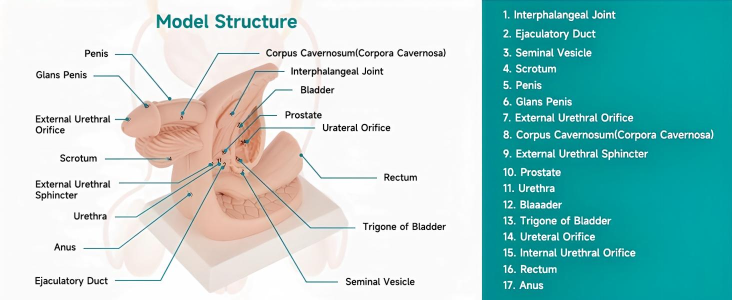 Simulateur de tâche de cathétérisme urinaire masculin avec anatomie étiquetée.