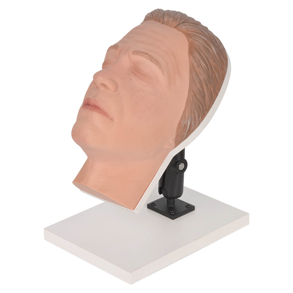 Male Facial Injection Training Head with Adjustable Base