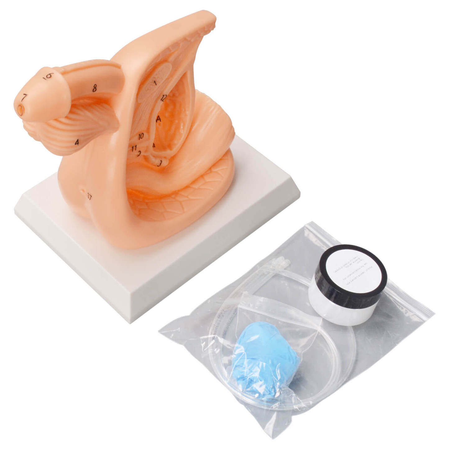 Female / Male Urinary Catheterization Task Trainer (Labeled Anatomy, PVC)