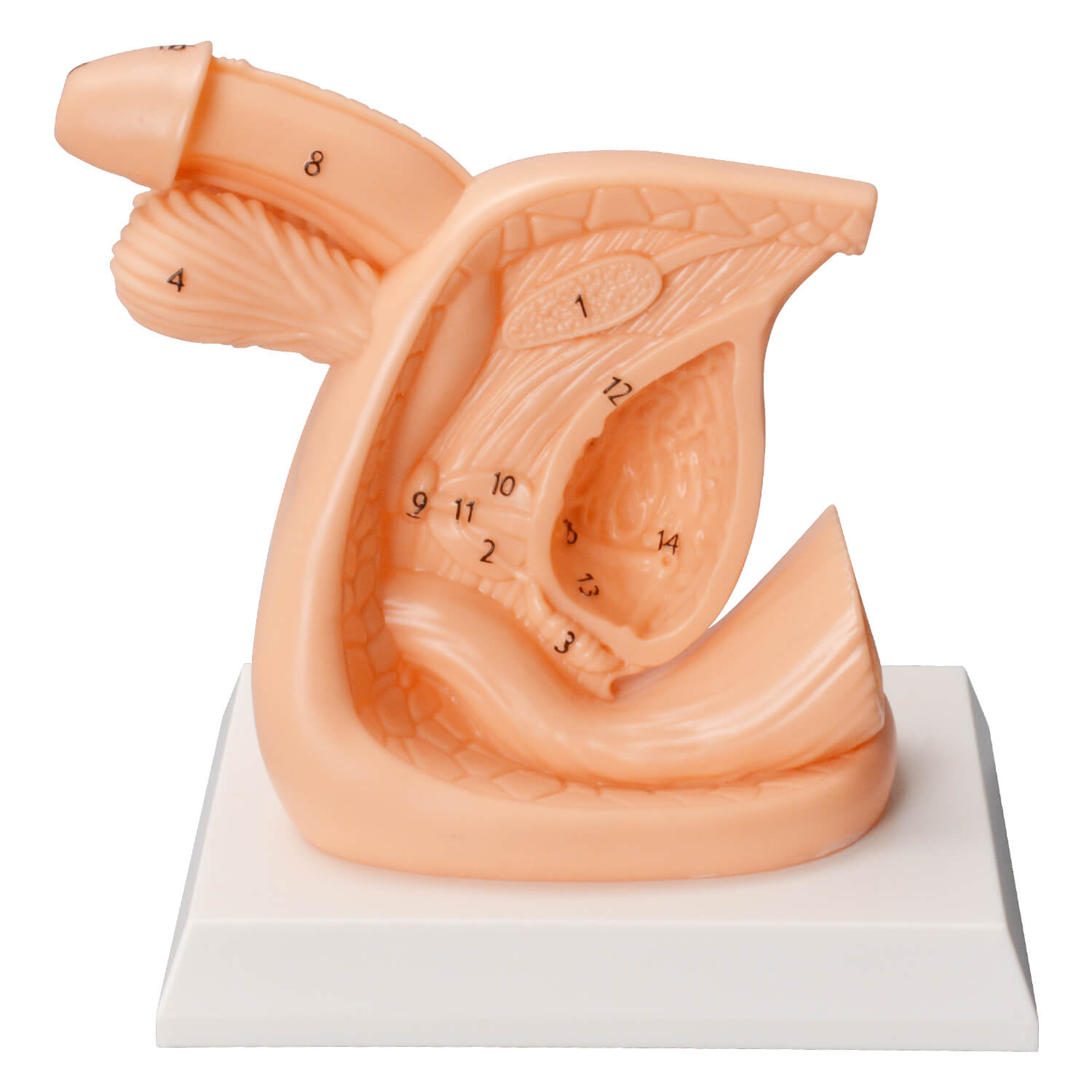 Female / Male Urinary Catheterization Task Trainer (Labeled Anatomy, PVC)