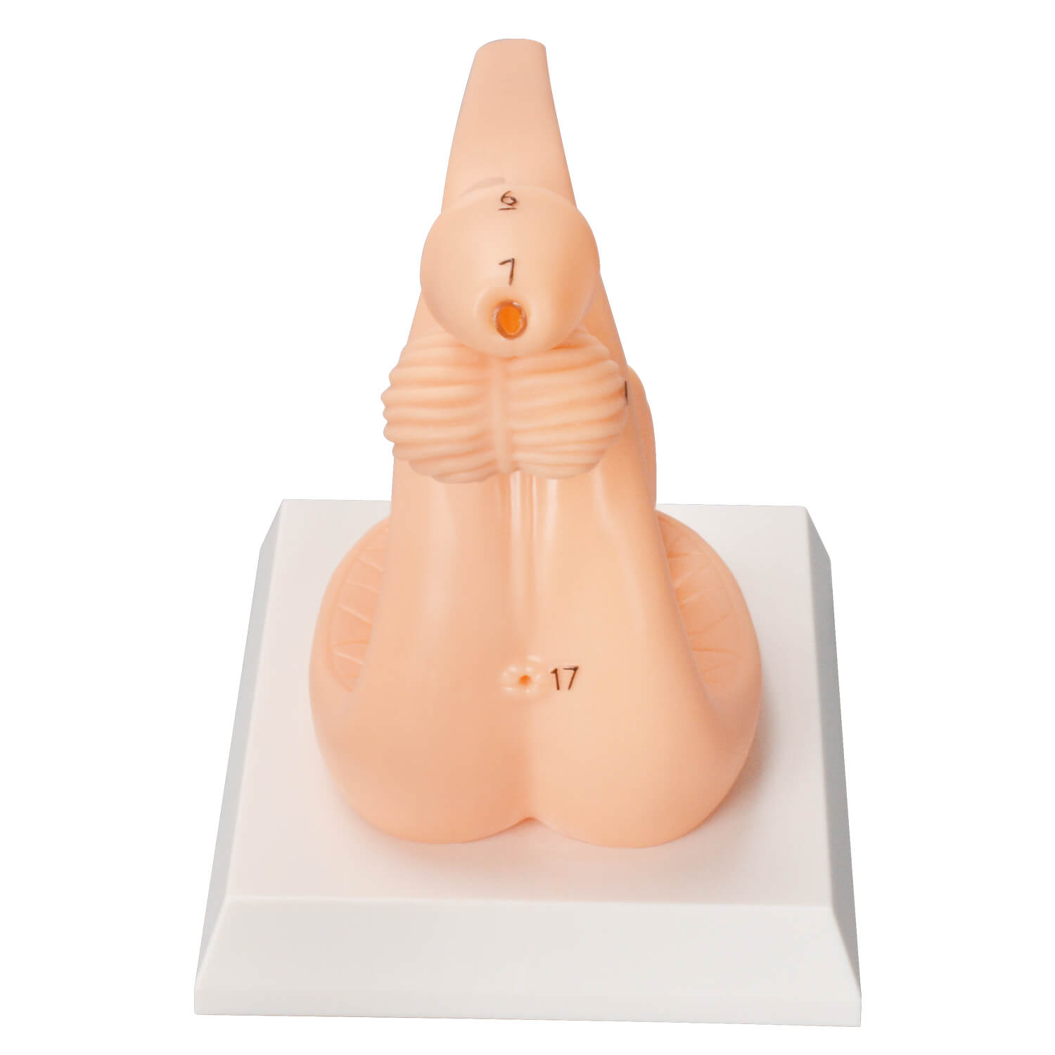 Female / Male Urinary Catheterization Task Trainer (Labeled Anatomy, PVC)