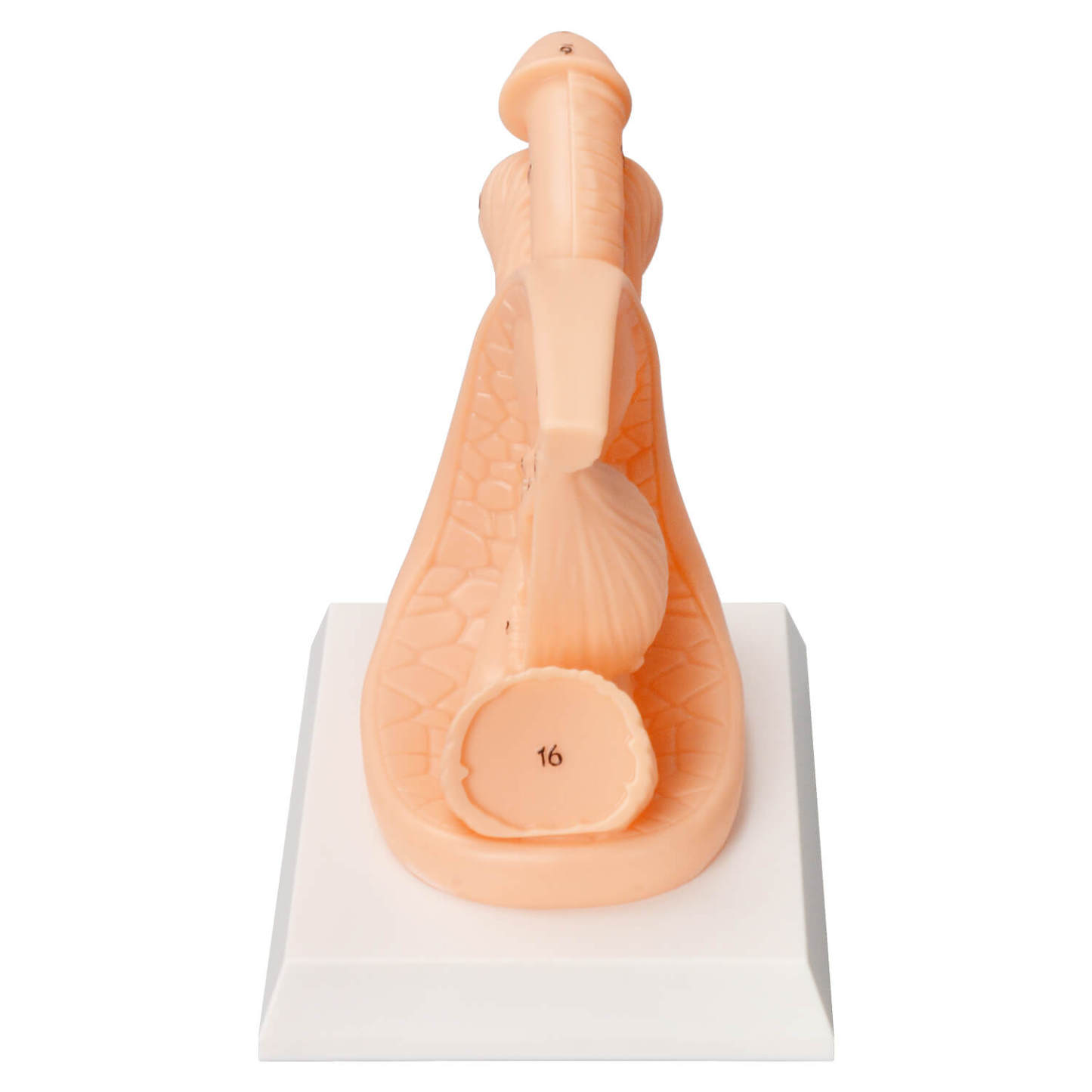 Female / Male Urinary Catheterization Task Trainer (Labeled Anatomy, PVC)