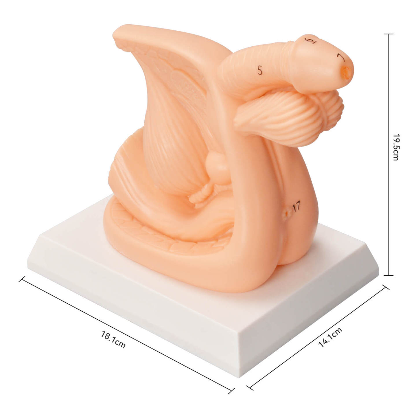 Female / Male Urinary Catheterization Task Trainer (Labeled Anatomy, PVC)