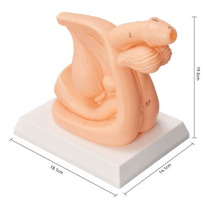 Female / Male Urinary Catheterization Task Trainer (Labeled Anatomy, PVC)