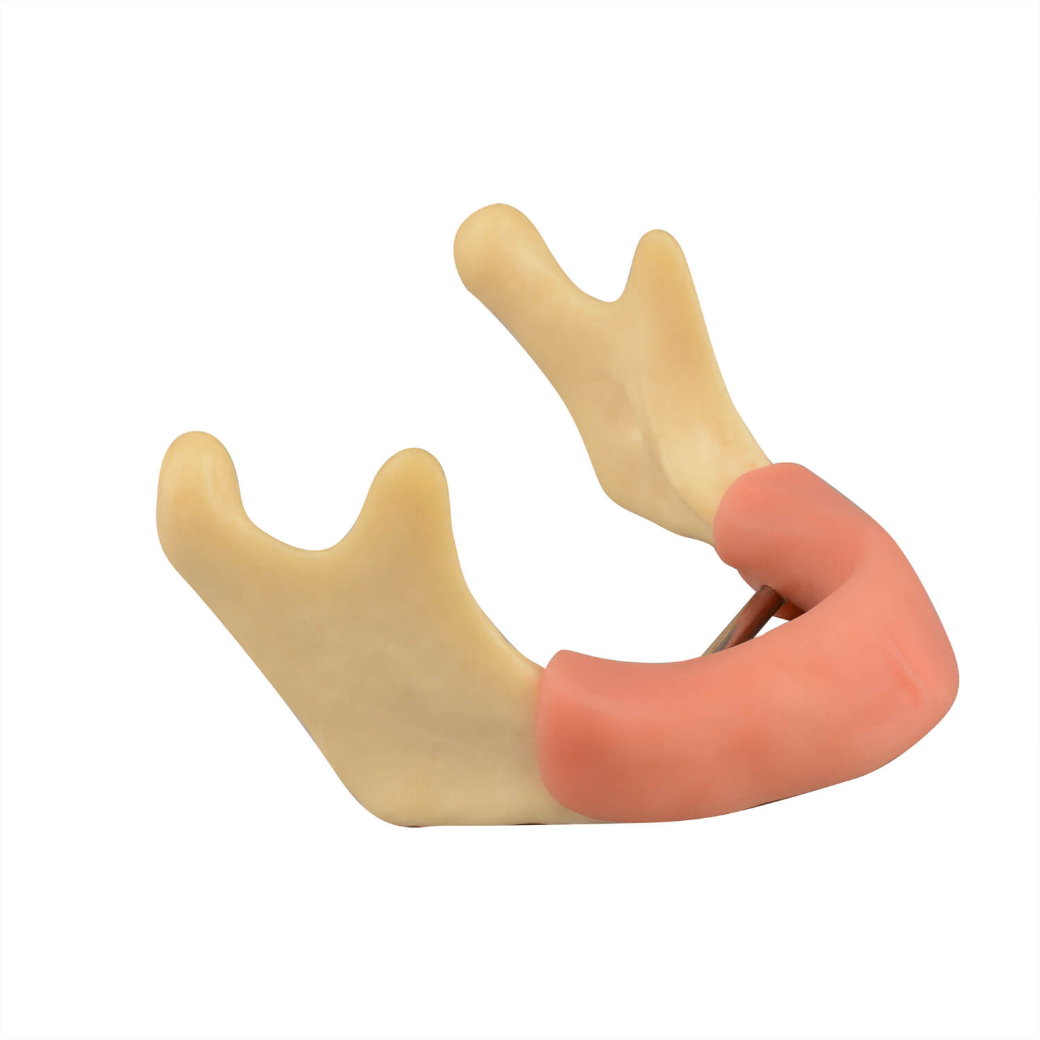 Mandible Jaw Bone Model with Gingiva for Drilling Practice