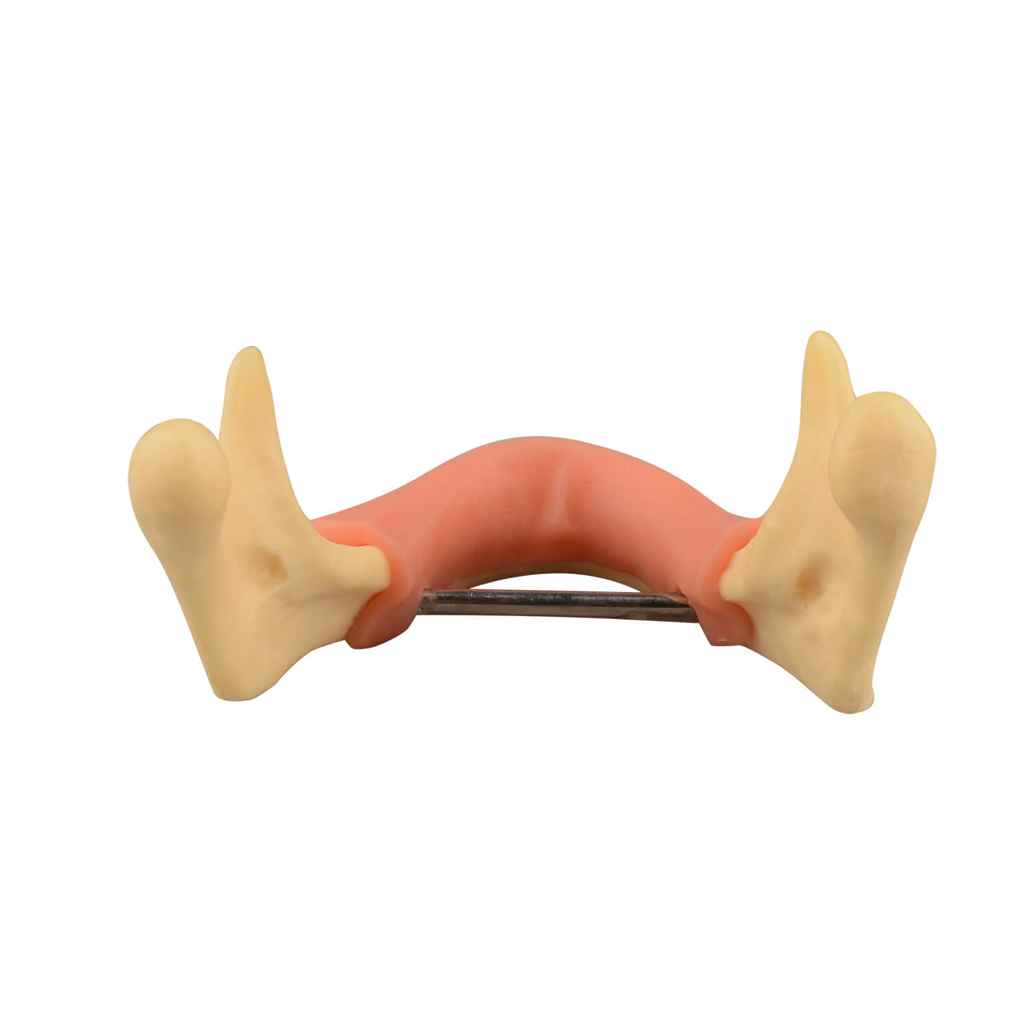 Mandible Jaw Bone Model with Gingiva for Drilling Practice