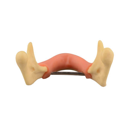 Mandible Jaw Bone Model with Gingiva for Drilling Practice