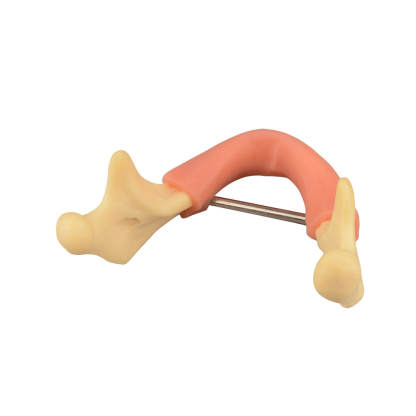 Mandible Jaw Bone Model with Gingiva for Drilling Practice
