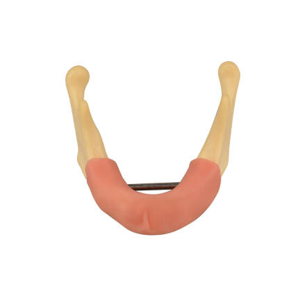 Mandible Jaw Bone Model with Gingiva for Drilling Practice