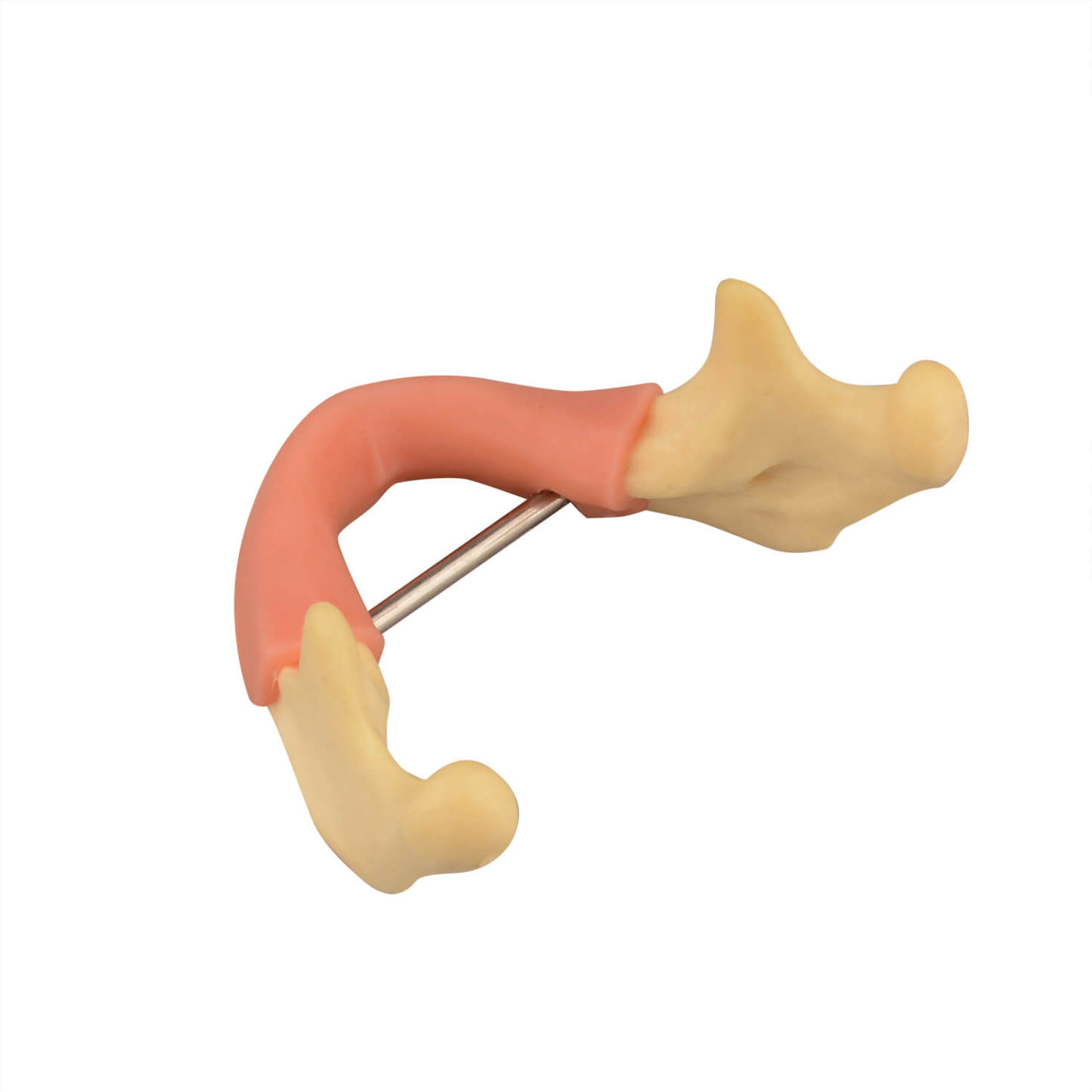 Mandible Jaw Bone Model with Gingiva for Drilling Practice