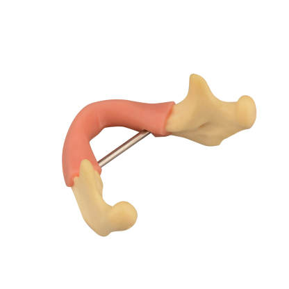 Mandible Jaw Bone Model with Gingiva for Drilling Practice