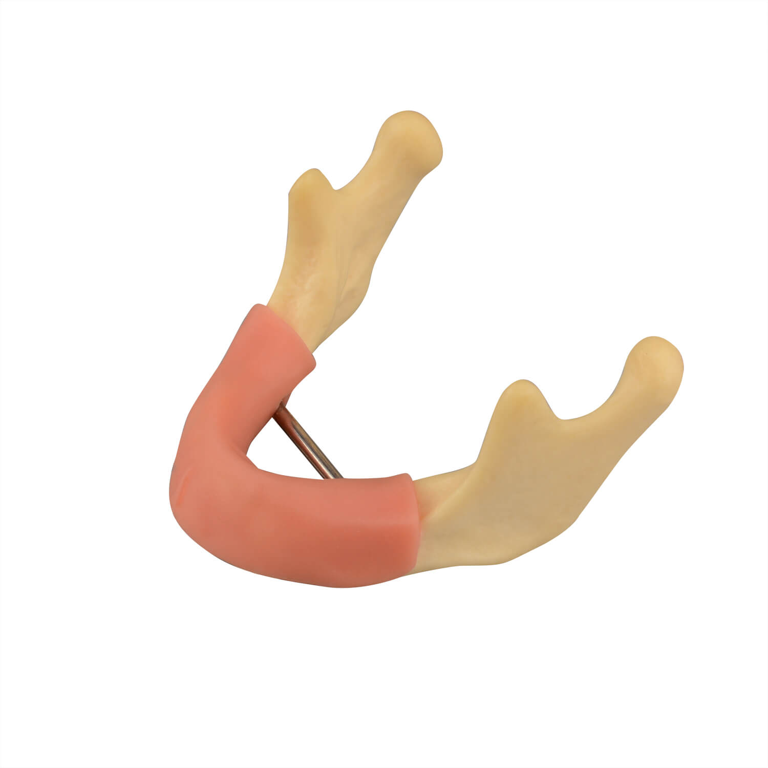 Modelo de Hueso de Mandíbula con Encía para Práctica de Perforación