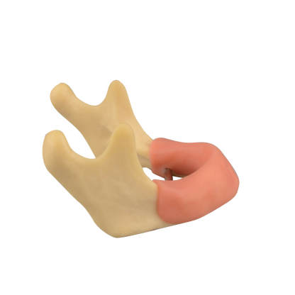 Mandible Jaw Bone Model with Gingiva for Drilling Practice