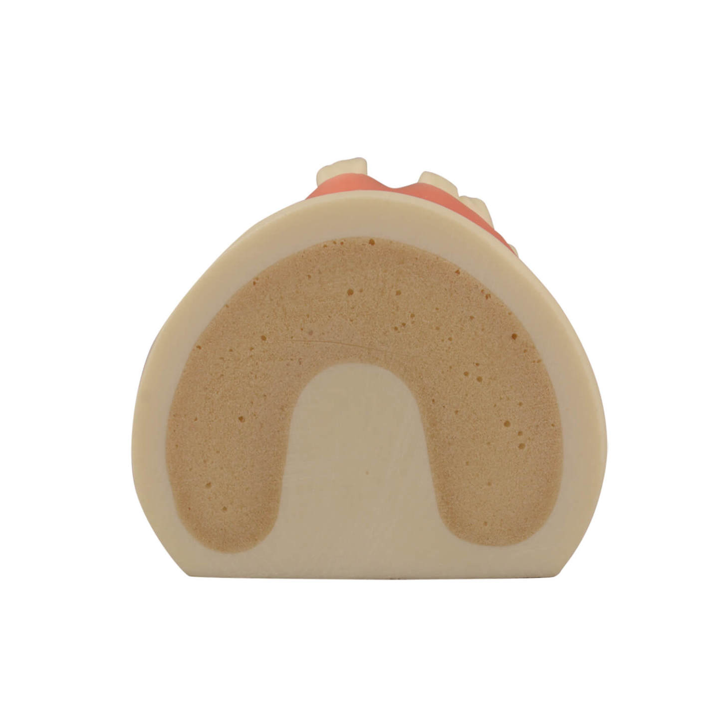 Maxillary Dental Implant Model with Practice Soft Gums, 1:1 Scale