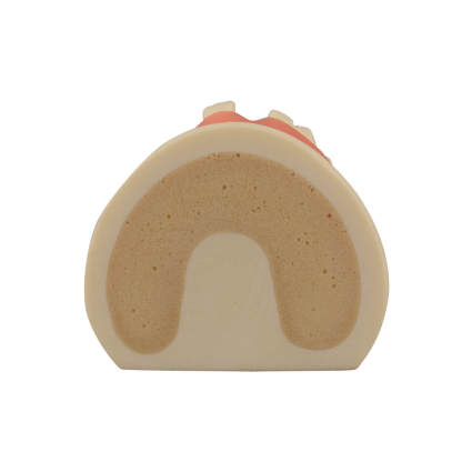 Maxillary Dental Implant Model with Practice Soft Gums, 1:1 Scale