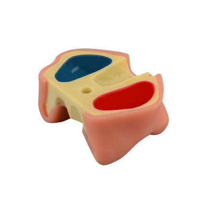 Maxillary Sinus Lift & Implant Practice Model - Type A