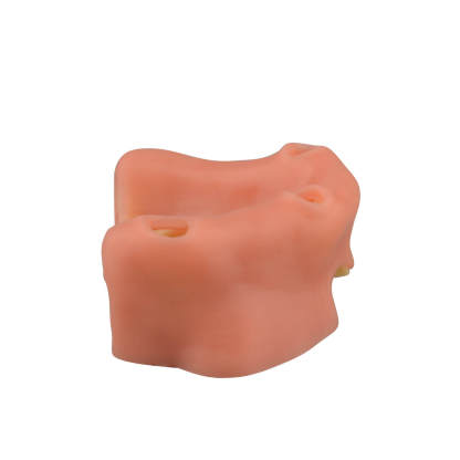 Maxillary Sinus Lift & Implant Practice Model - Type A
