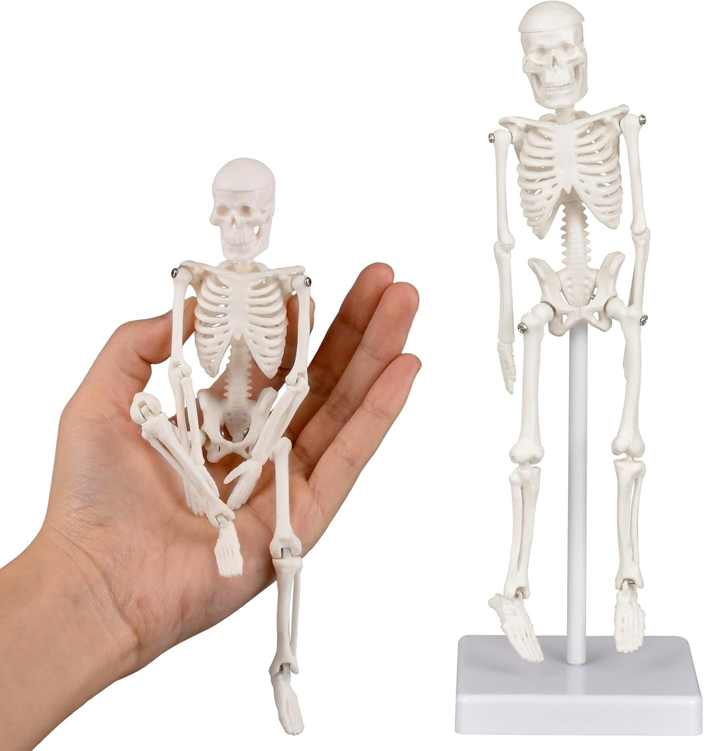 Mini Human Skeleton Anatomy Model (7.8" / 20 cm)