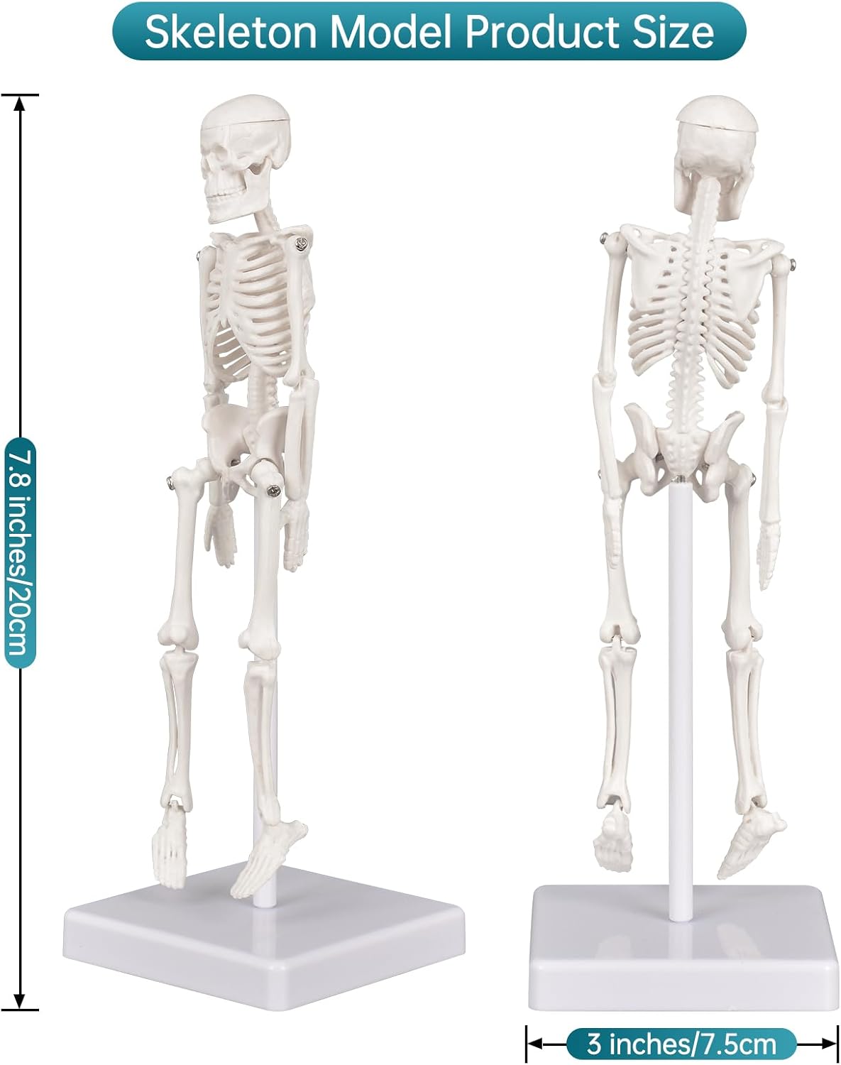 Mini Human Skeleton Anatomy Model (7.8" / 20 cm)