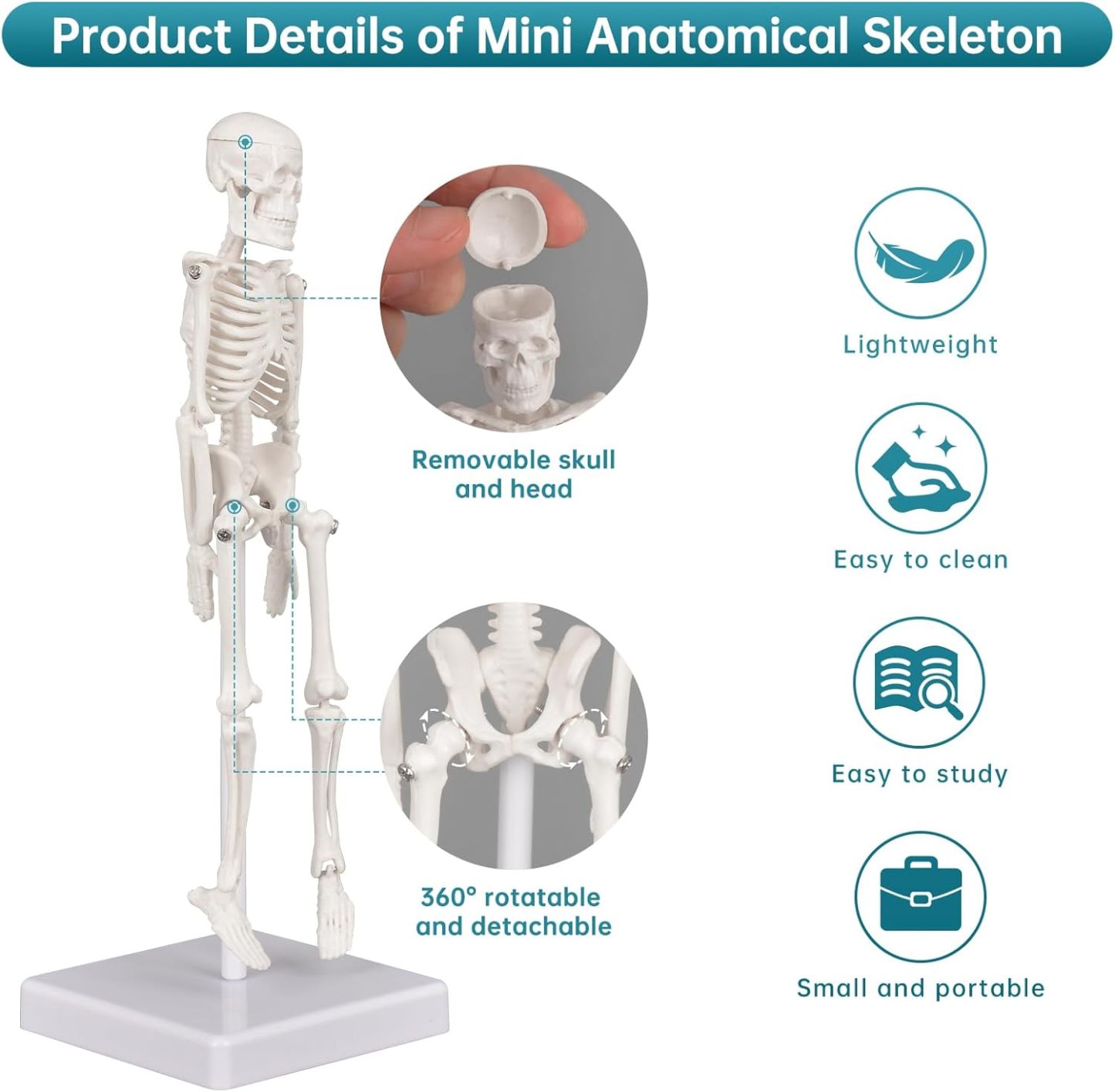 Mini Human Skeleton Anatomy Model (7.8" / 20 cm)