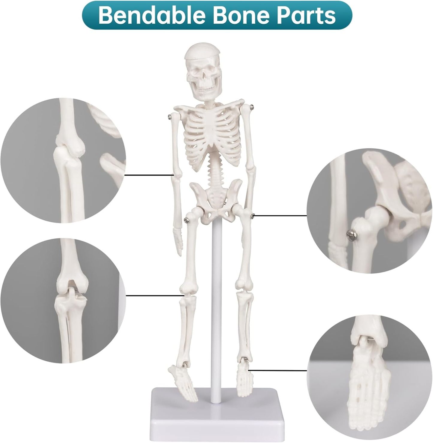 Mini Human Skeleton Anatomy Model (7.8" / 20 cm)