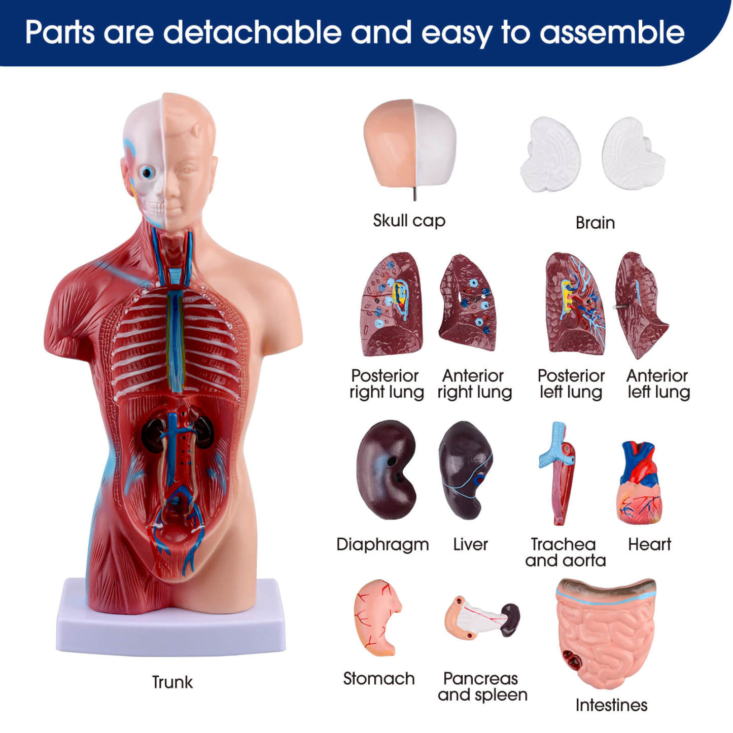 Human Torso Model with 15 Removable Parts for Anatomy Learning