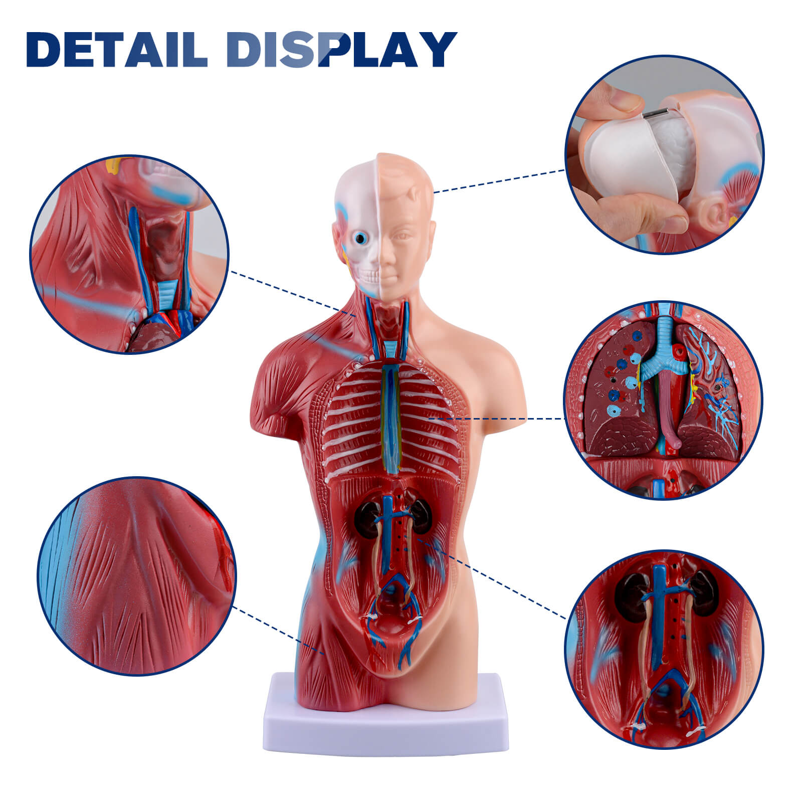 Human Torso Model with 15 Removable Parts for Anatomy Learning