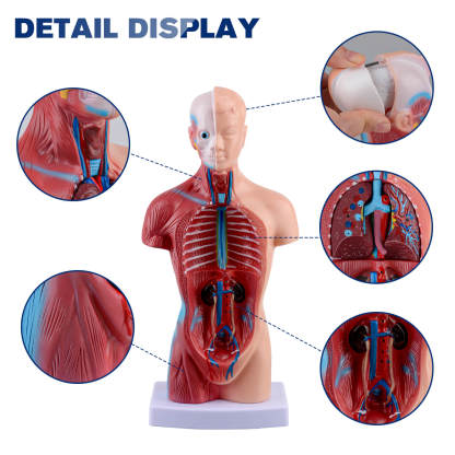 Human Torso Model with 15 Removable Parts for Anatomy Learning