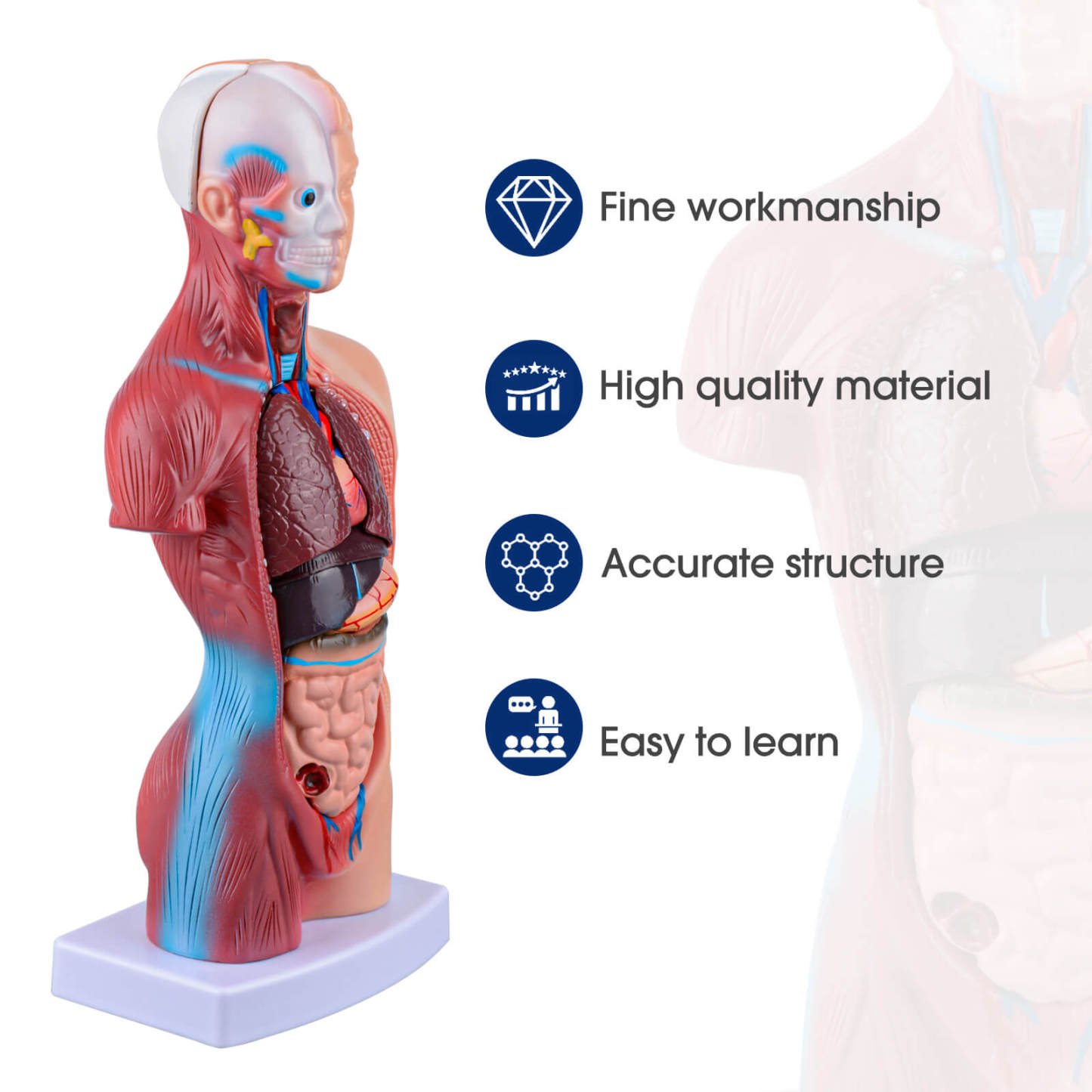 Human Torso Model with 15 Removable Parts for Anatomy Learning