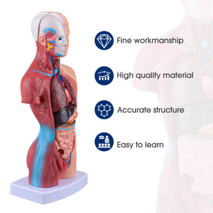 Human Torso Model with 15 Removable Parts for Anatomy Learning