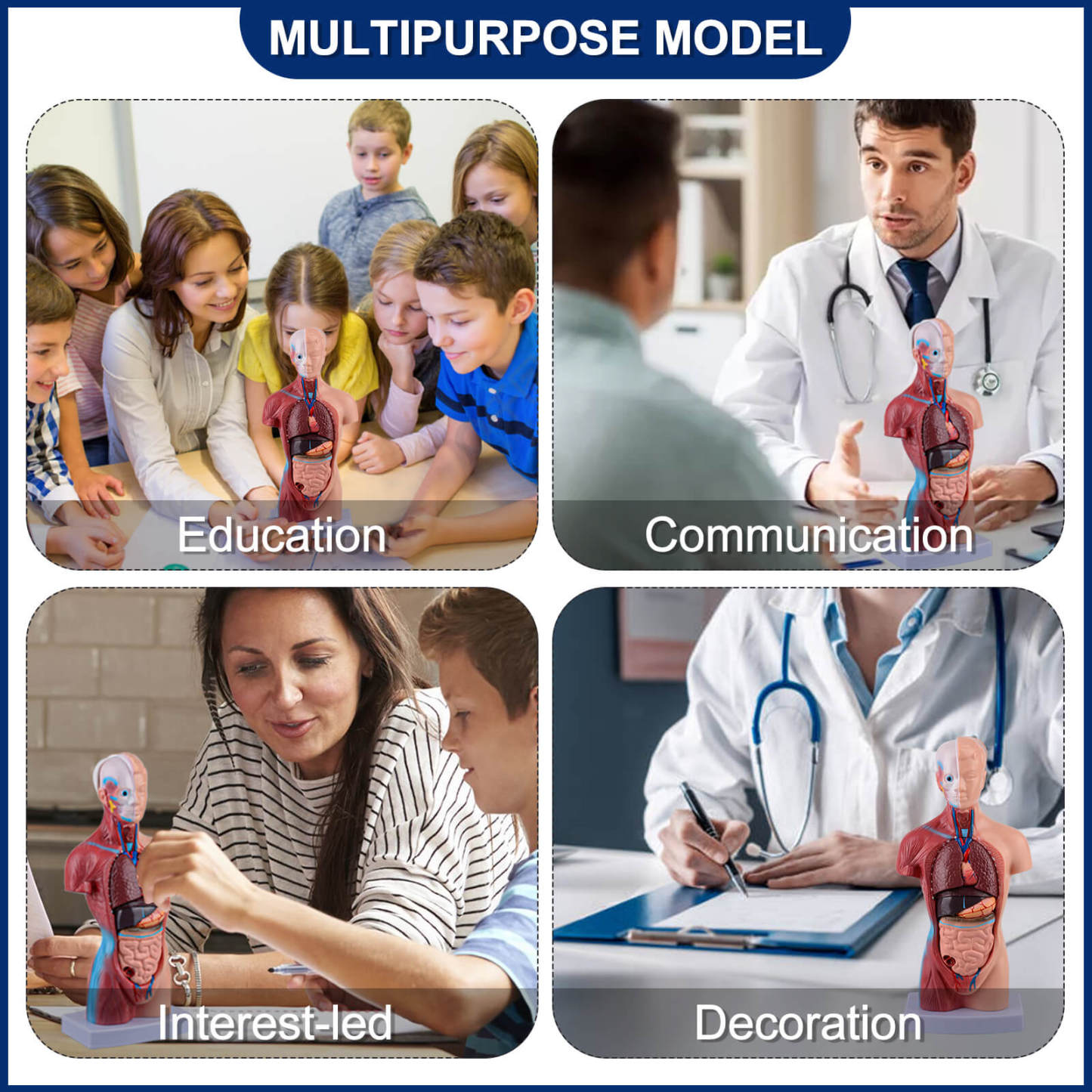 Human Torso Model with 15 Removable Parts for Anatomy Learning