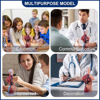 Human Torso Model with 15 Removable Parts for Anatomy Learning