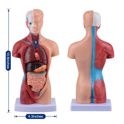 Human Torso Model with 15 Removable Parts for Anatomy Learning