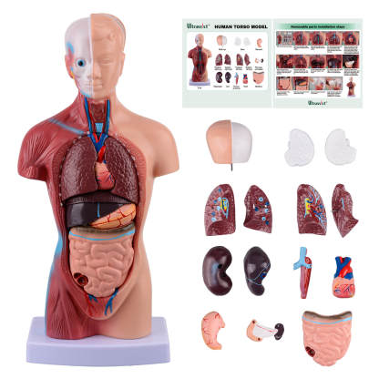 Human Torso Model with 15 Removable Parts for Anatomy Learning