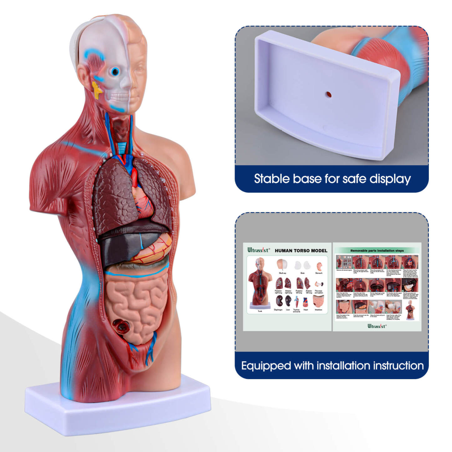 Human Torso Model with 15 Removable Parts for Anatomy Learning