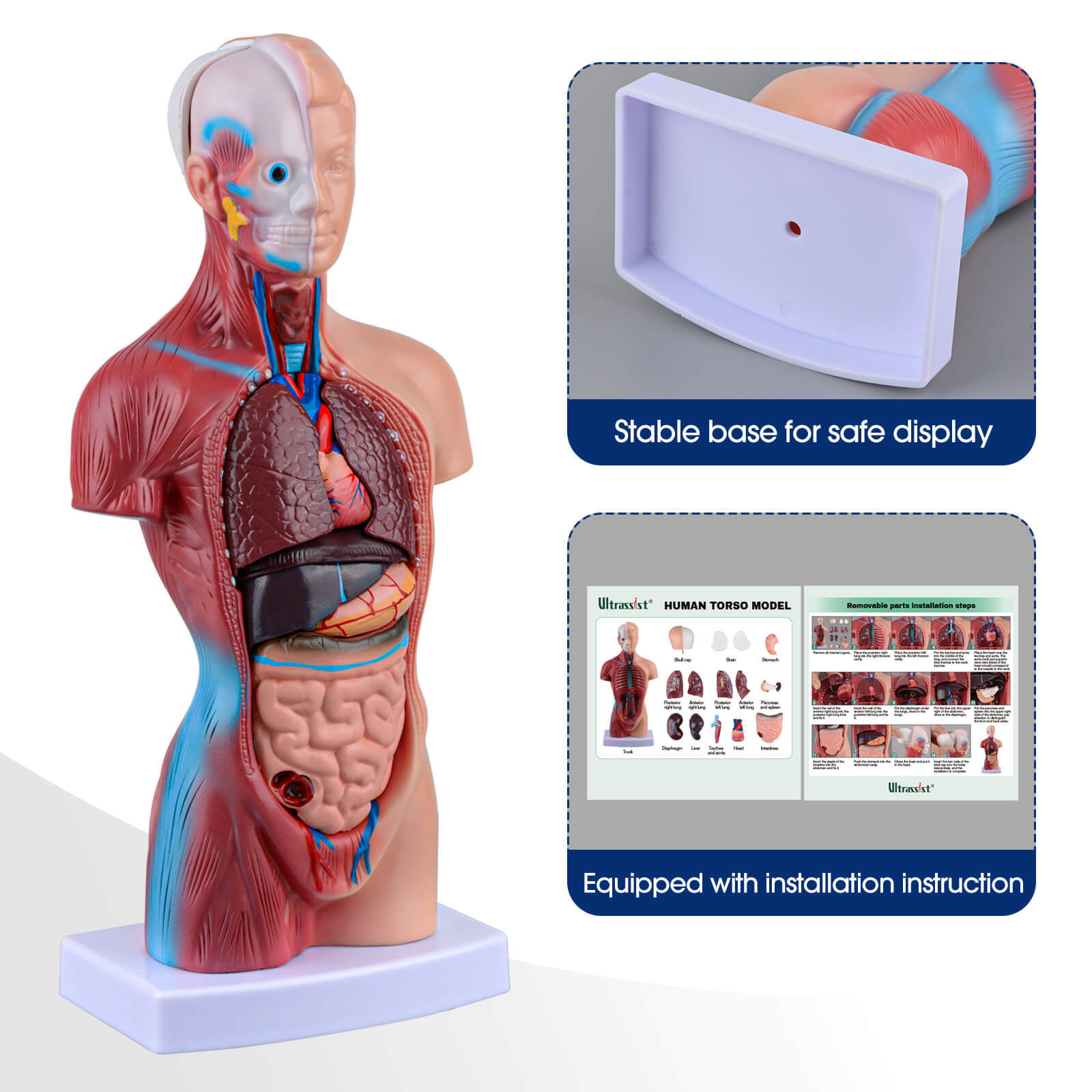 Tabletop Human Torso Model with 15 Removable Parts for Anatomy Learning ...