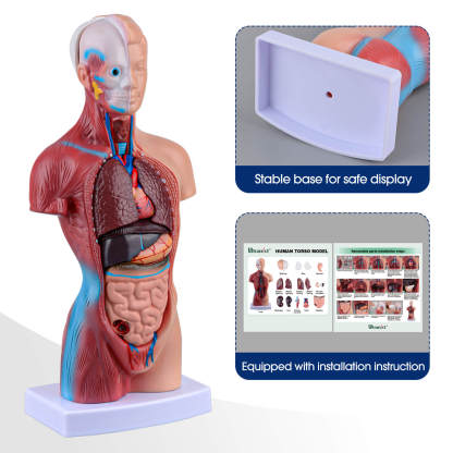 Human Torso Model with 15 Removable Parts for Anatomy Learning