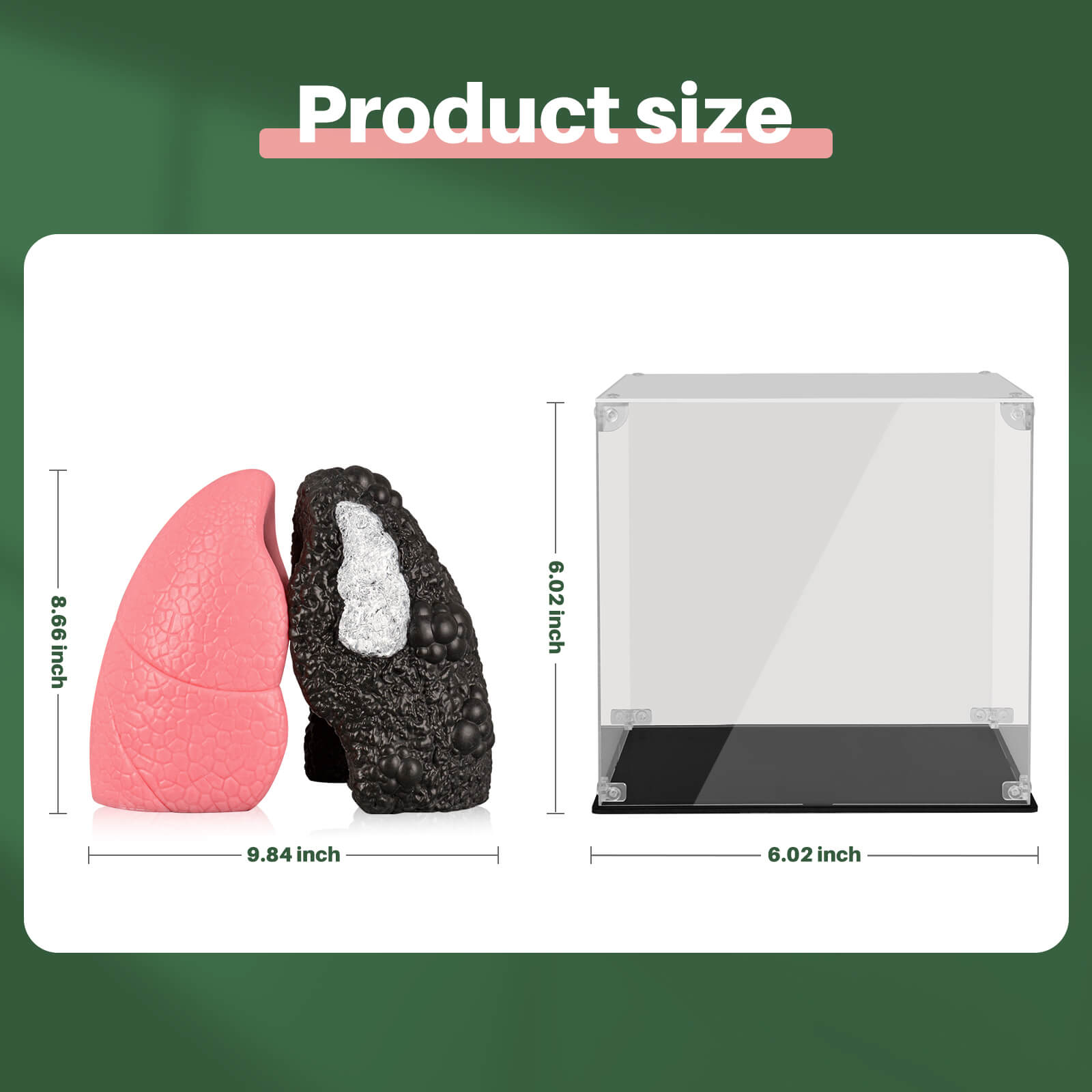 Smoker's Lung Comparison Model Set, Mini Size