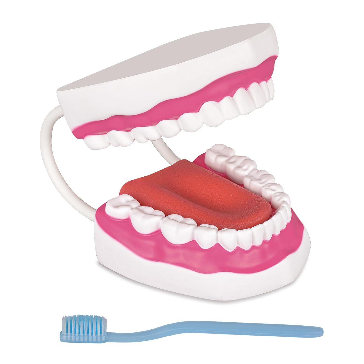 Mouth Model with Soft Silicone Tongue for Speech and Language Therapy